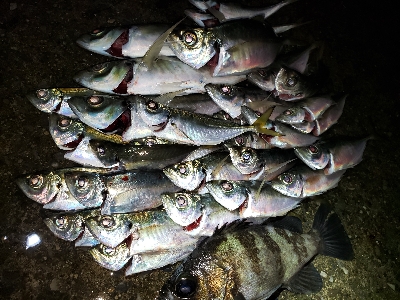 久しぶりのメバルも！