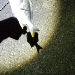 リール買い換え間に合わず、もう一度。