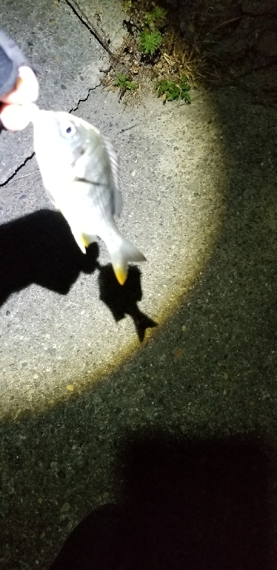 リール買い換え間に合わず、もう一度。