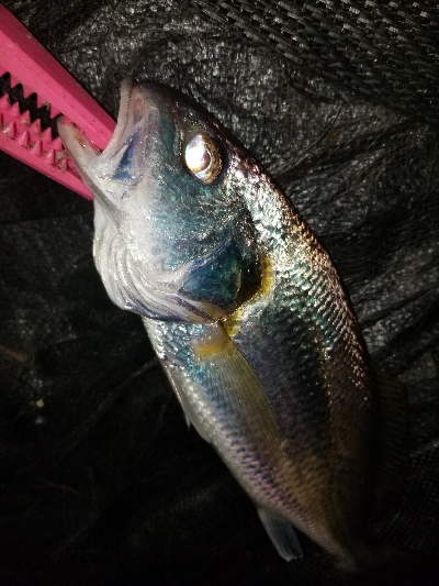 シーバスの外道？