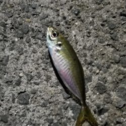 今季初アジング　成功！