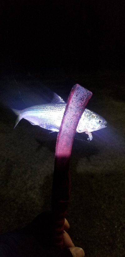 ワームフィッシング