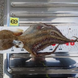 まるさ丸でタコ釣り