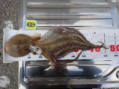 まるさ丸でタコ釣り