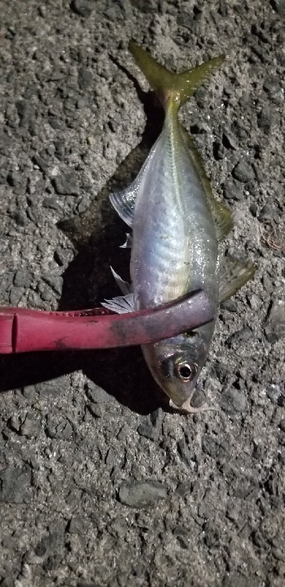 新ロッドで尺アジGET