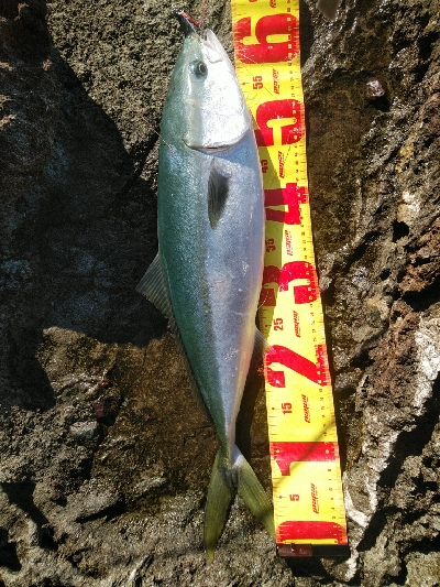 荒れる海で粘って一本