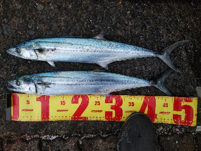 雪降る前に滑り込みサゴシ