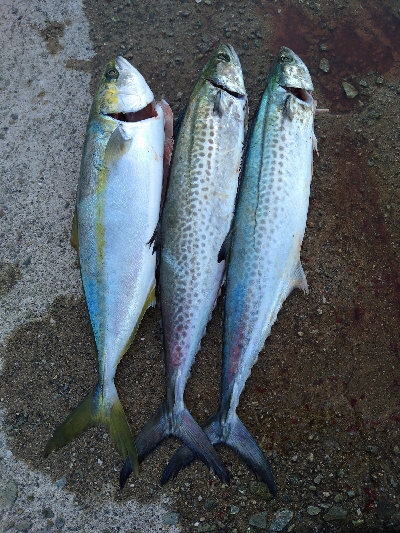 3連ボウズからの当たり日