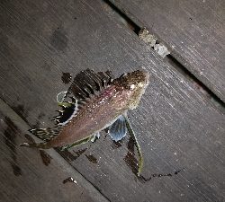 見たことない魚