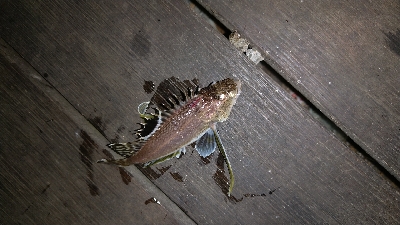 見たことない魚