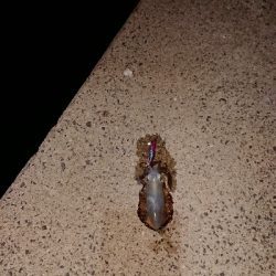 初冬期チャレンジ