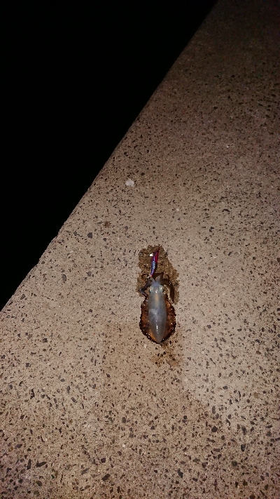 初冬期チャレンジ