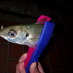 おそらく釣り納め