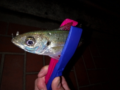 おそらく釣り納め