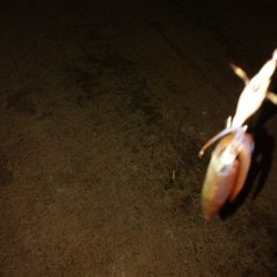 激シブヒイカゲーム