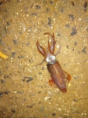 雨降りヒイカゲーム