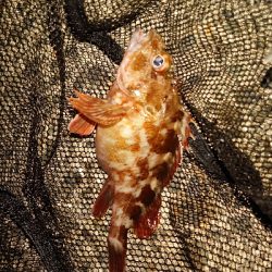 アジングなのに