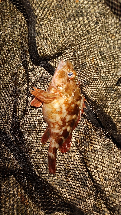 アジングなのに