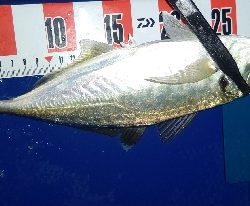 今季初尺アジと尺サバ