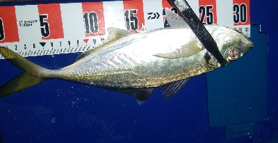 今季初尺アジと尺サバ