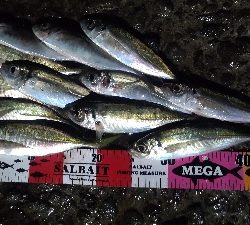 時速18なアジング