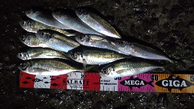 時速18なアジング