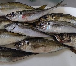 またまたアジングへ