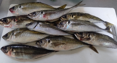 またまたアジングへ