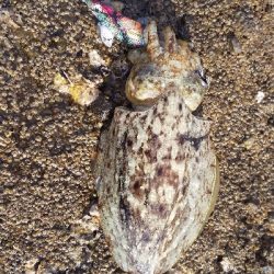 釣り納めエギング