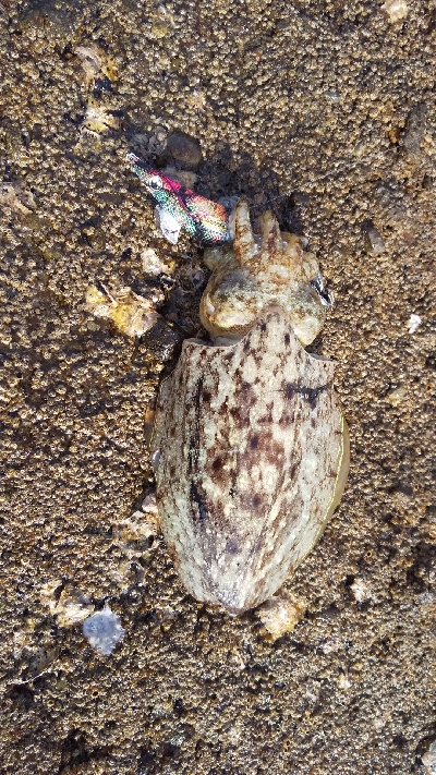 釣り納めエギング