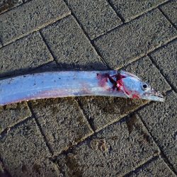 ドラゴンではないが