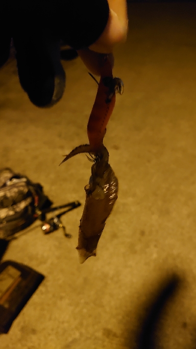 アジング？いえ、エギングです(￣▽￣;)