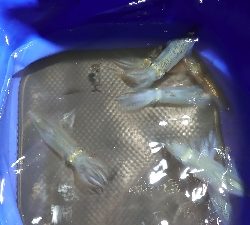 ヒイカ連日釣行