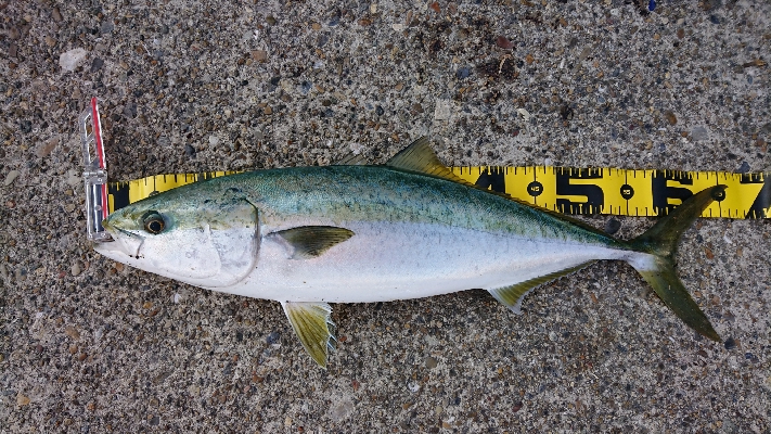 １日粘りましたが