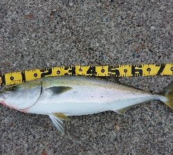 泣きブリ! でも体高立派だよ~