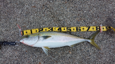 泣きブリ！ でも体高立派だよ～