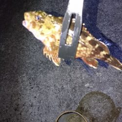 ちょい投げ 夜釣り