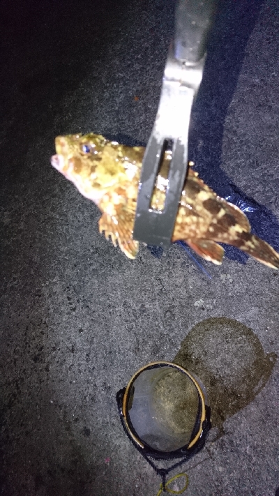 ちょい投げ 夜釣り