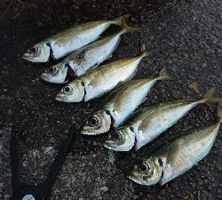 ちょうど良いサイズのアジが厳しい