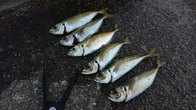 ちょうど良いサイズのアジが厳しい