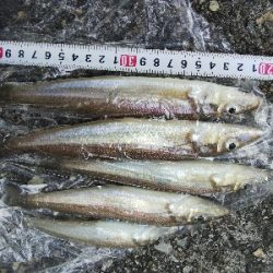 室津のキス釣り