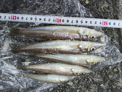 室津のキス釣り