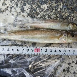 室津のキス釣り