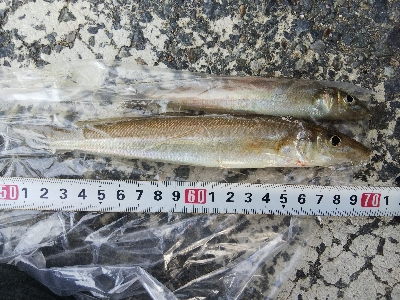 室津のキス釣り