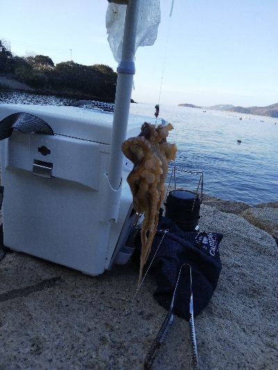 室津のキス釣り