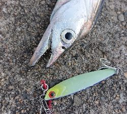 今季初タチウオ