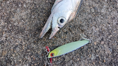 今季初タチウオ