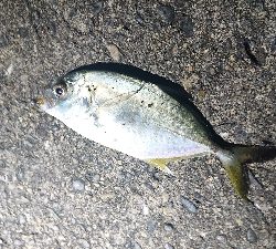 田辺～湯浅をランガン