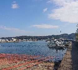 アジを探しに行きました