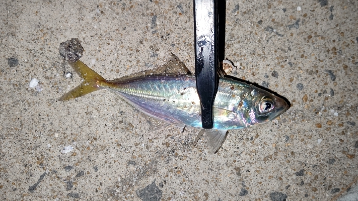 釣り納めアジング